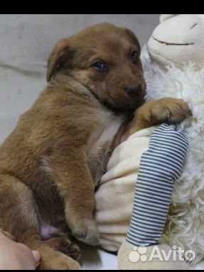 Щенок в добрые руки, Воронеж