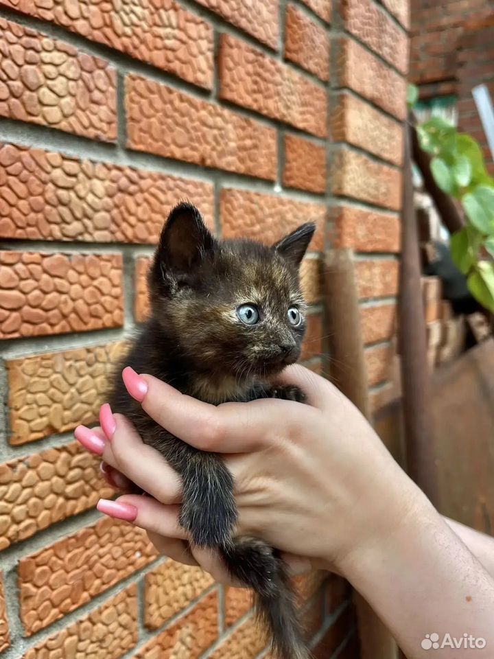 Котёнок в добрые руки, Краснодар