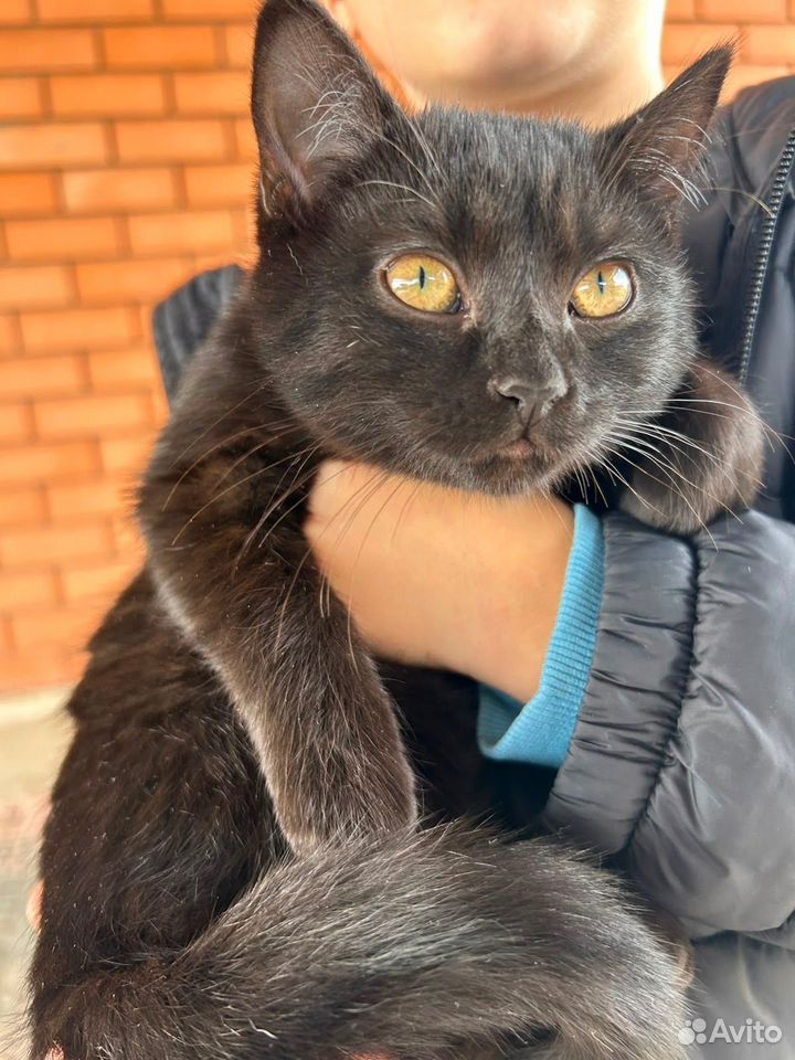 Котёнок в добрые руки, Краснодар