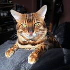Бенгальский кот, вязка