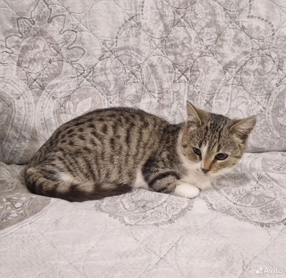 Котёнок в добрые руки, Краснодар