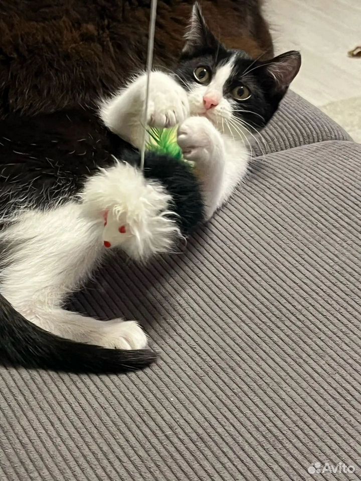 Котёнок в добрые руки, Тюмень