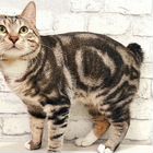 Курильский бобтейл короткошёрстный, кот вязка