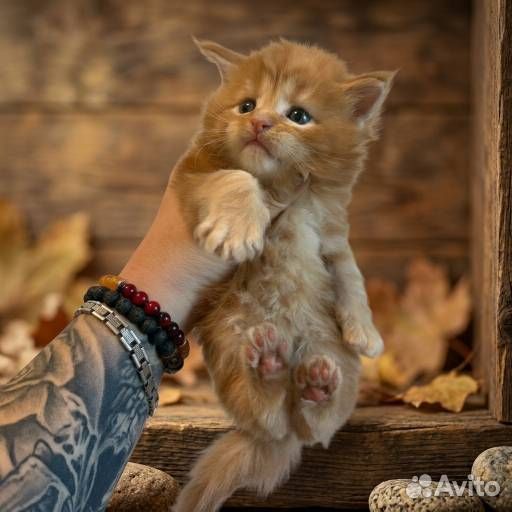 Мейн-кун котёнок, Тюмень