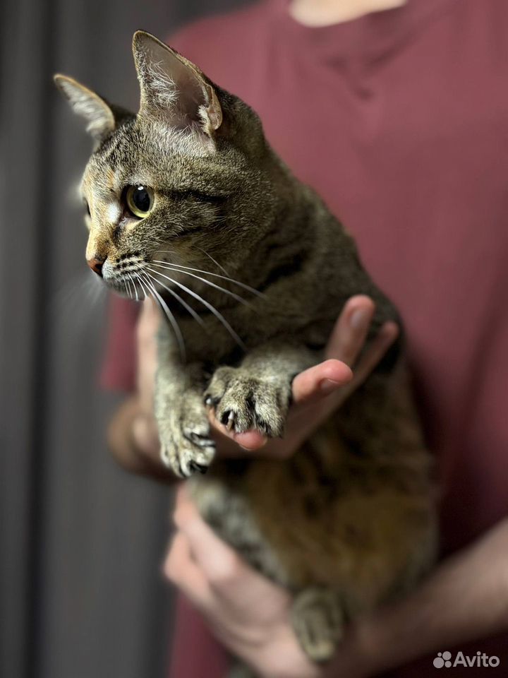 Котёнок в добрые руки, Тюмень