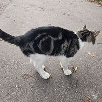 Кот в добрые руки, Советск