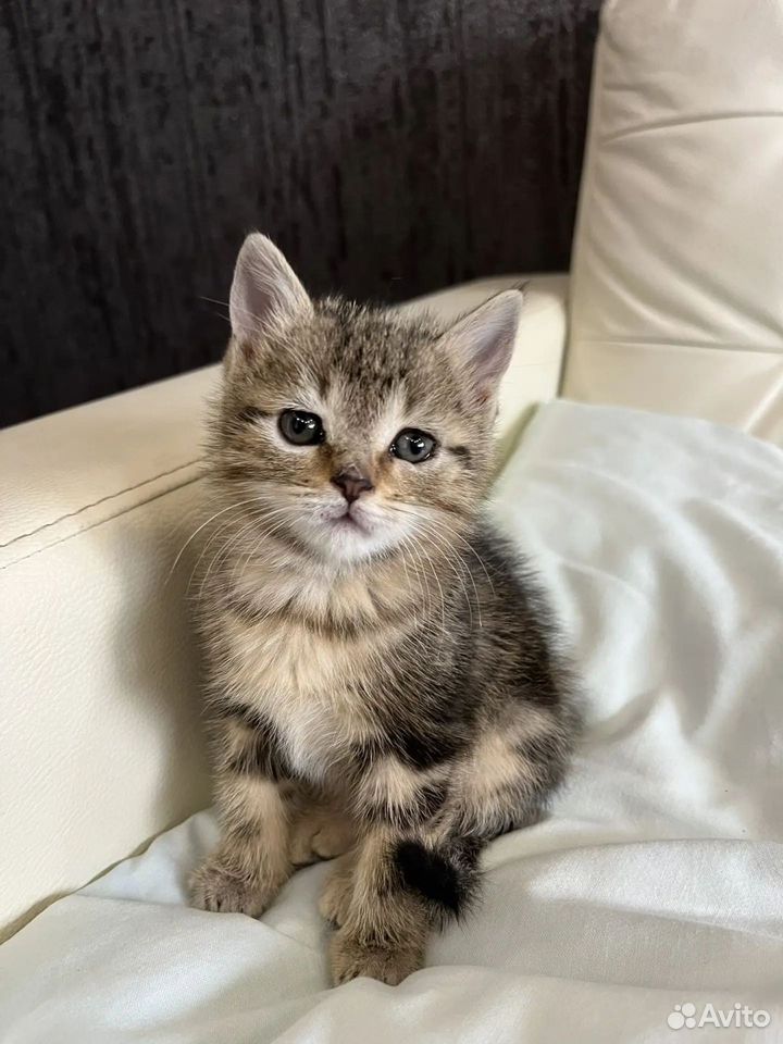 Котёнок в добрые руки, Краснодар