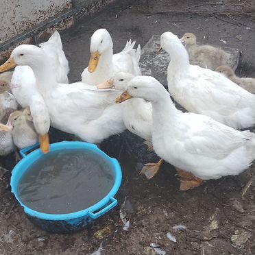 Инкубация и продажа цыплят, кур, гусей, индейки