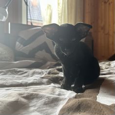 Ориентальный котёнок