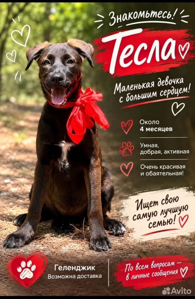 Щенок в добрые руки, Воронеж