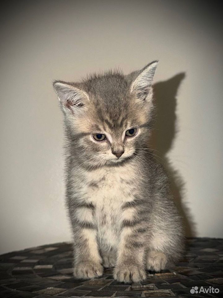 Котёнок в добрые руки, Загорянский