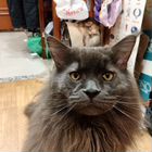 Мейн-кун, кот вязка