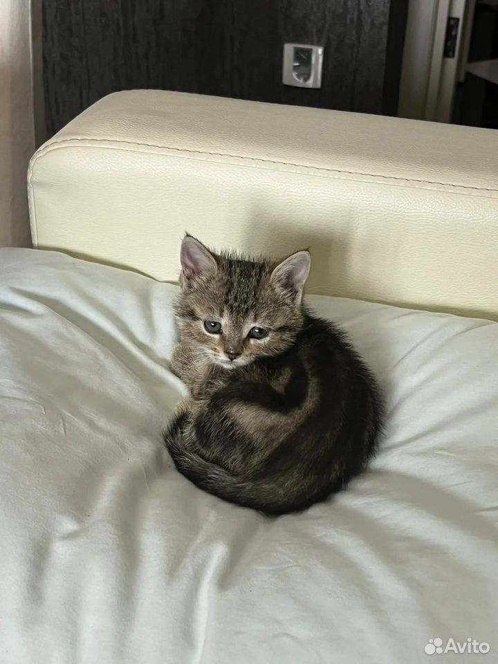 Котёнок в добрые руки, Краснодар