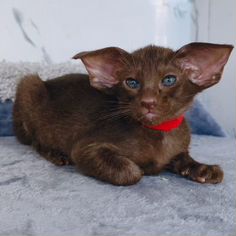 Ориентальный котёнок