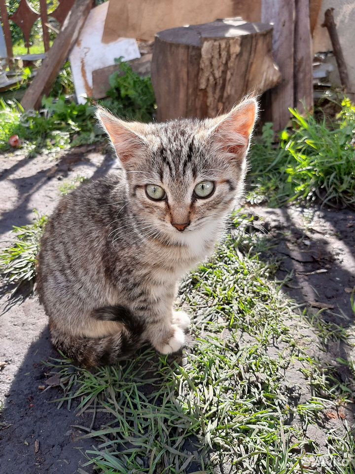 Котёнок в добрые руки, Липецк