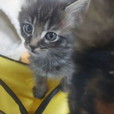 Котёнок в добрые руки
