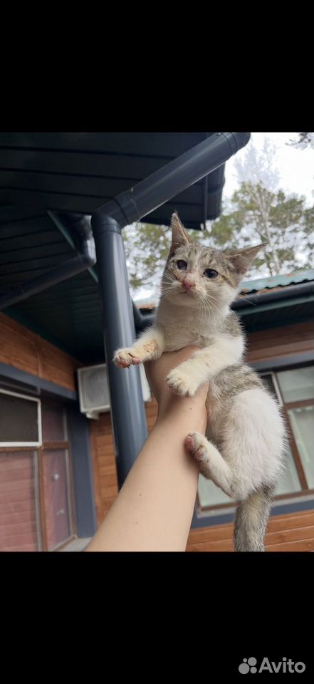 Котёнок в добрые руки, Тюмень