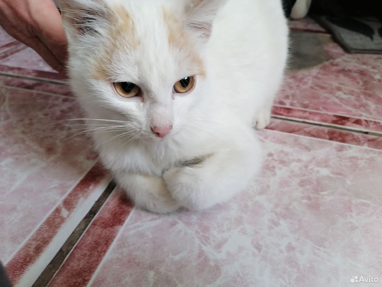 Котёнок в добрые руки, Тюмень