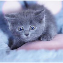 Русский голубой котёнок, Белгород