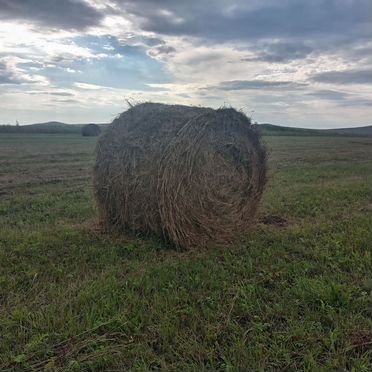 Сено в тюках