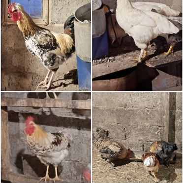 Молодые петушки продам