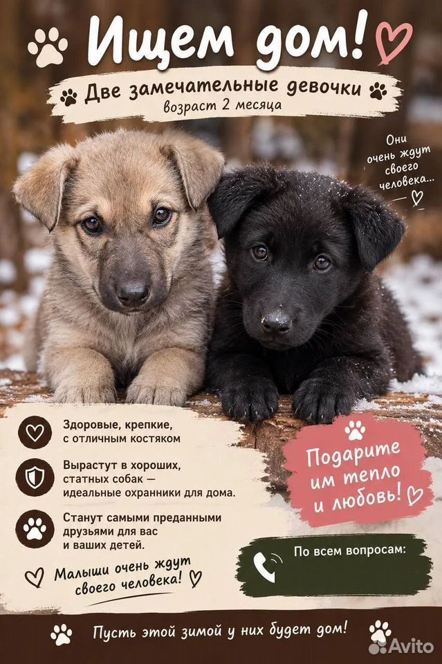 Щенок в добрые руки, Иркутск