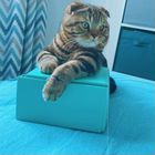 Шотландский вислоухий короткошёрстный кот, вязка