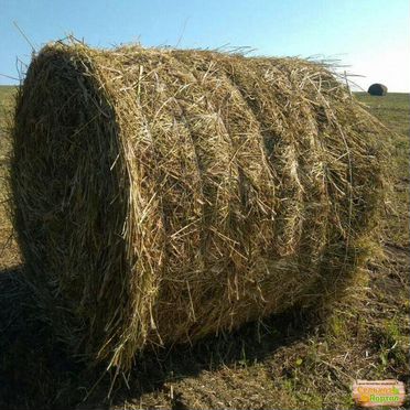Сено в тюках