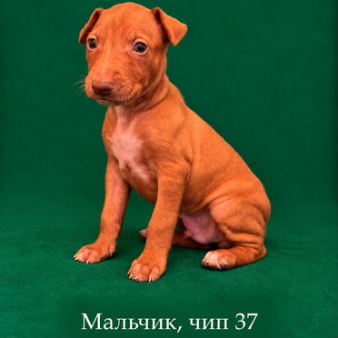 Фараонова собака, щенок
