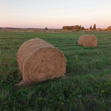 Продам сено в рулонах новый урожай