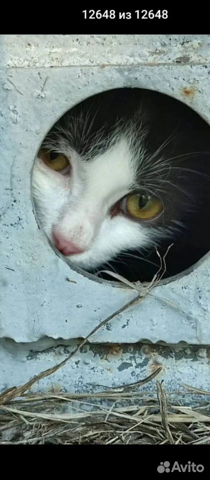 Котёнок в добрые руки, Краснодар